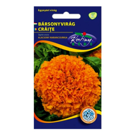 BÁRSONYVIRÁG NAGYVIRÁGÚ ALACSONY, NARANCSSÁRGA