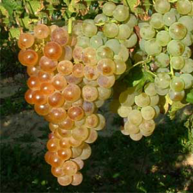 Chasselas fehér
