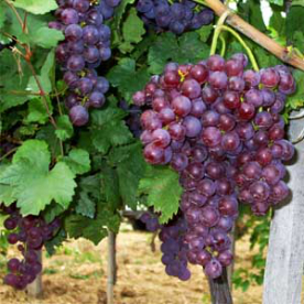 Chasselas piros