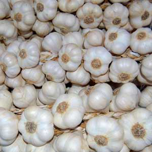 Őszi Makói dughagyma (fokhagyma) 25dkg