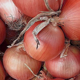 Sturon dughagyma 500g