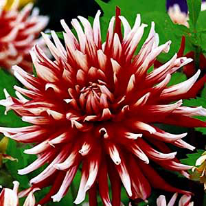 Dália Cactus Friquolet