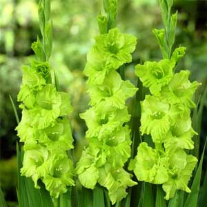 Kardvirág Green Star