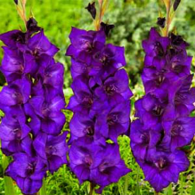 Kardvirág Purple Flora