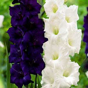 Kardvirág Duo Purple and White