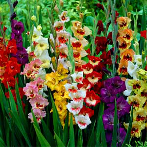 Kardvirág Butterfly mix
