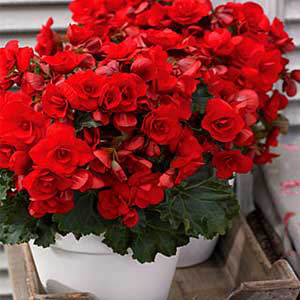 Begónia Large Red