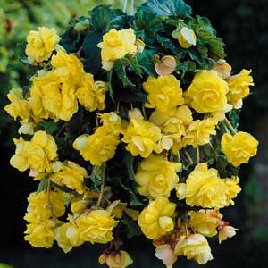 Begónia Large yellow