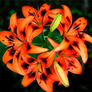 Liliom Twosome