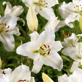 Liliom Siberia
