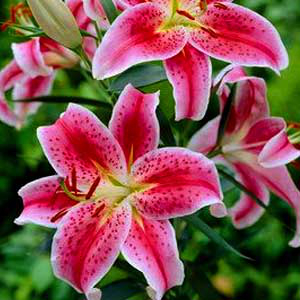 Liliom Star Gazer