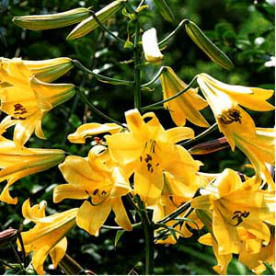 Liliom Golden Splendour