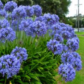Szerelemvirág (agapanthus blue)