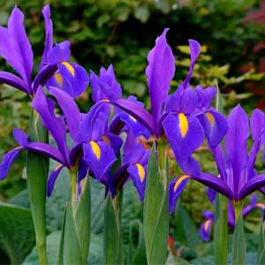 Nőszirom(Iris Blue Magic)