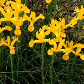 Nőszirom (Iris Royal Yellow)