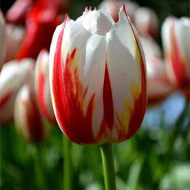 Tulipán Happy Generation