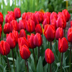 Tulipán Couleur polka