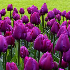 Tulipán Negrita