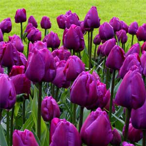 Tulipán Negrita