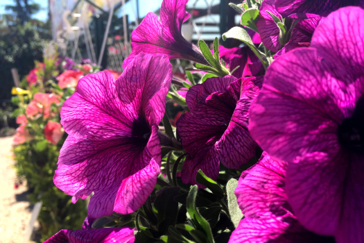 petunia-viragok-kertcentrumban.jpg